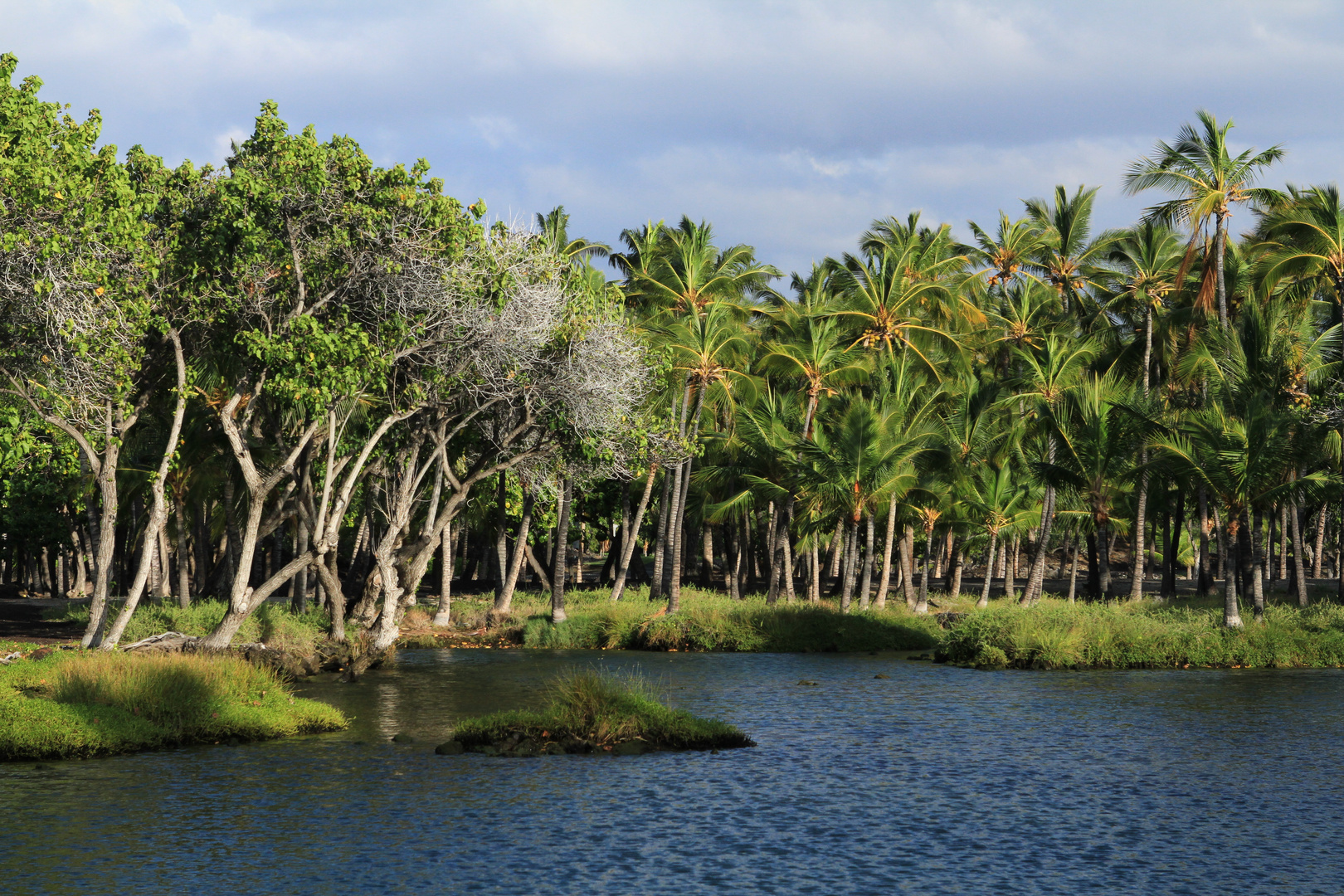 Coconut grove