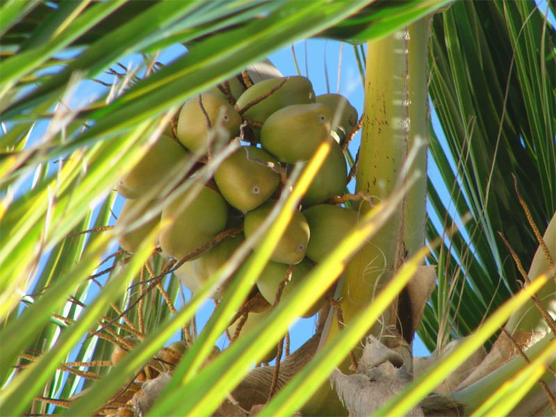 Coconut Hideaway