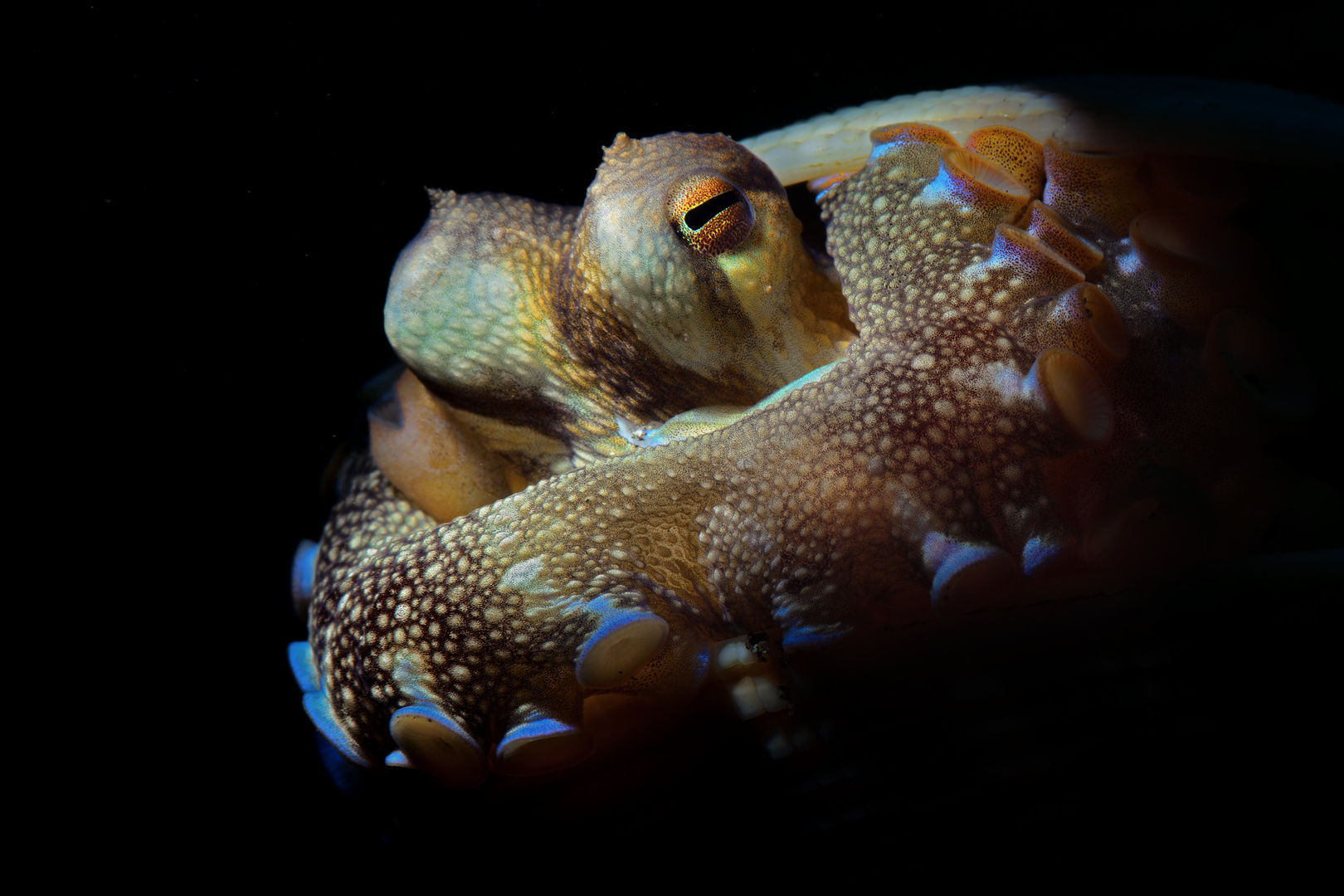 Coconut Octopus (Amphioctopus marginatus)