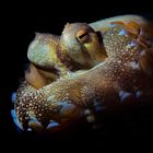 Coconut Octopus (Amphioctopus marginatus)