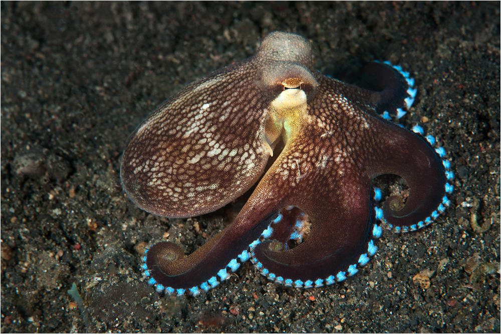 coconut octopus - amphioctopus marginatus