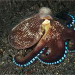 coconut octopus - amphioctopus marginatus