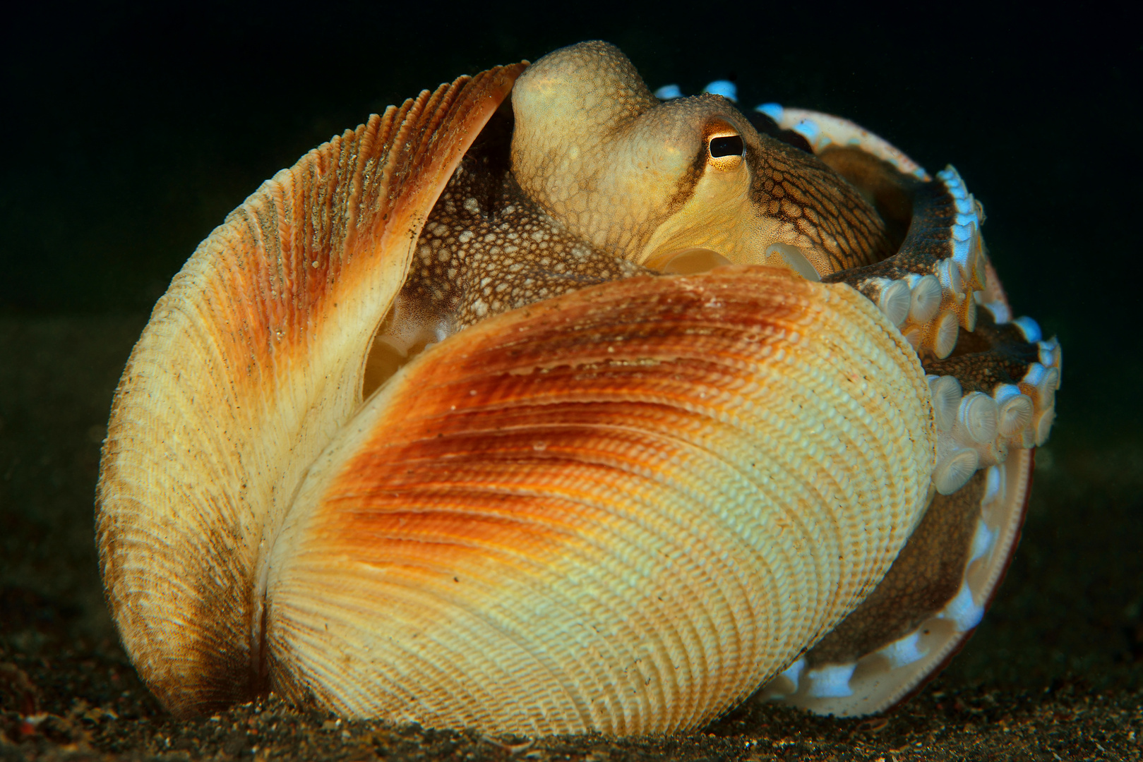 Coconut Octopus (Amphioctopus marginatus)