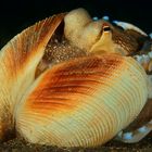 Coconut Octopus (Amphioctopus marginatus)