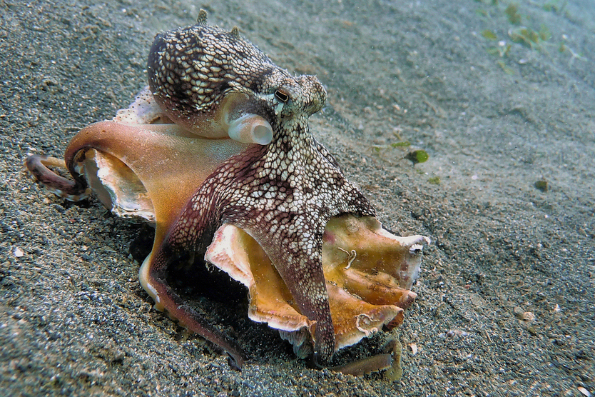 Coconut-Octopus