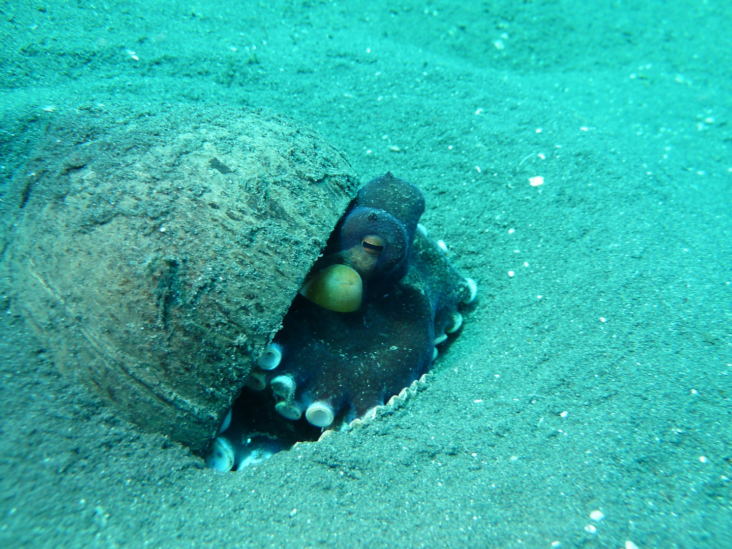 Coconut-Octopus mit Coconut