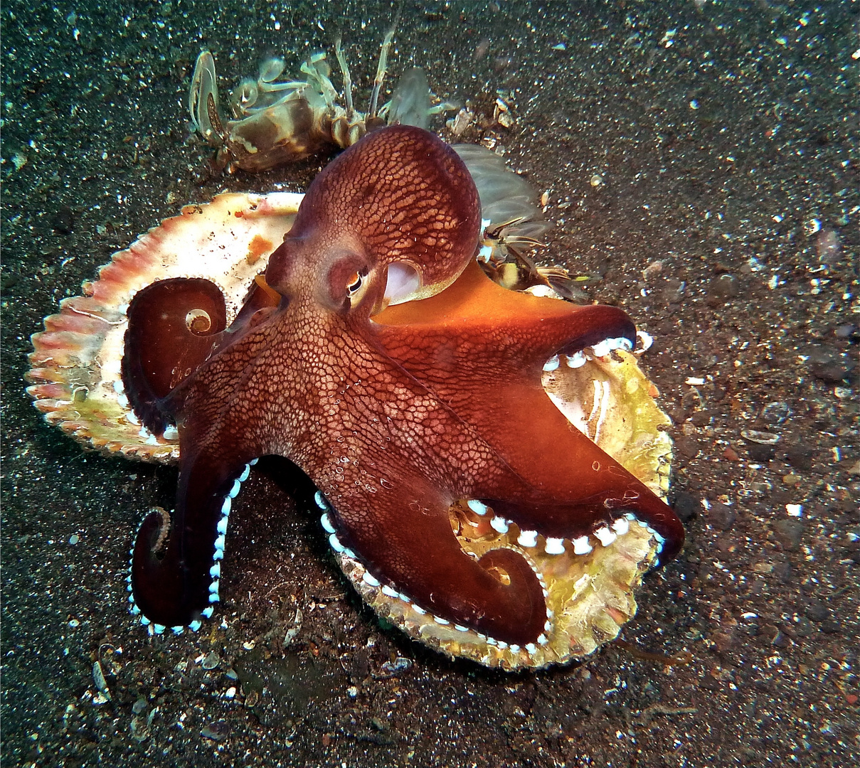 Coconut-Octopus mit erlegtem Fangschreckenkrebs