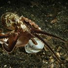 Coconut Octopuss