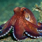 Coconut Oktopus (Amphioctopus marginatus)