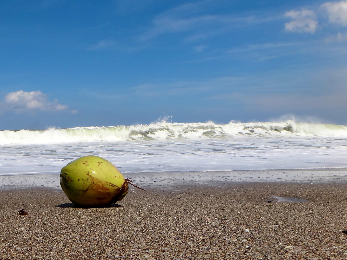 Coconut on Beach