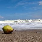 Coconut on Beach