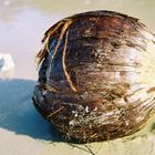 Coconut on the beach