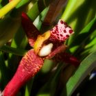 Coconut Orchid 0509