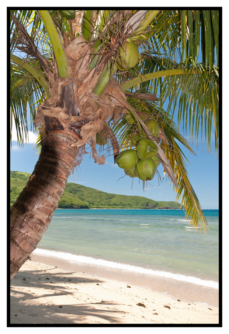 Coconut palm on Fiji Islands