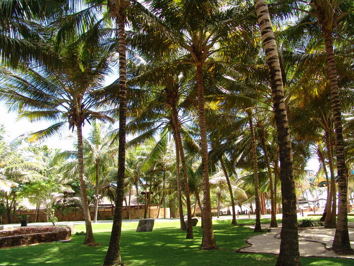 COCONUT PALMS