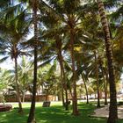 COCONUT PALMS