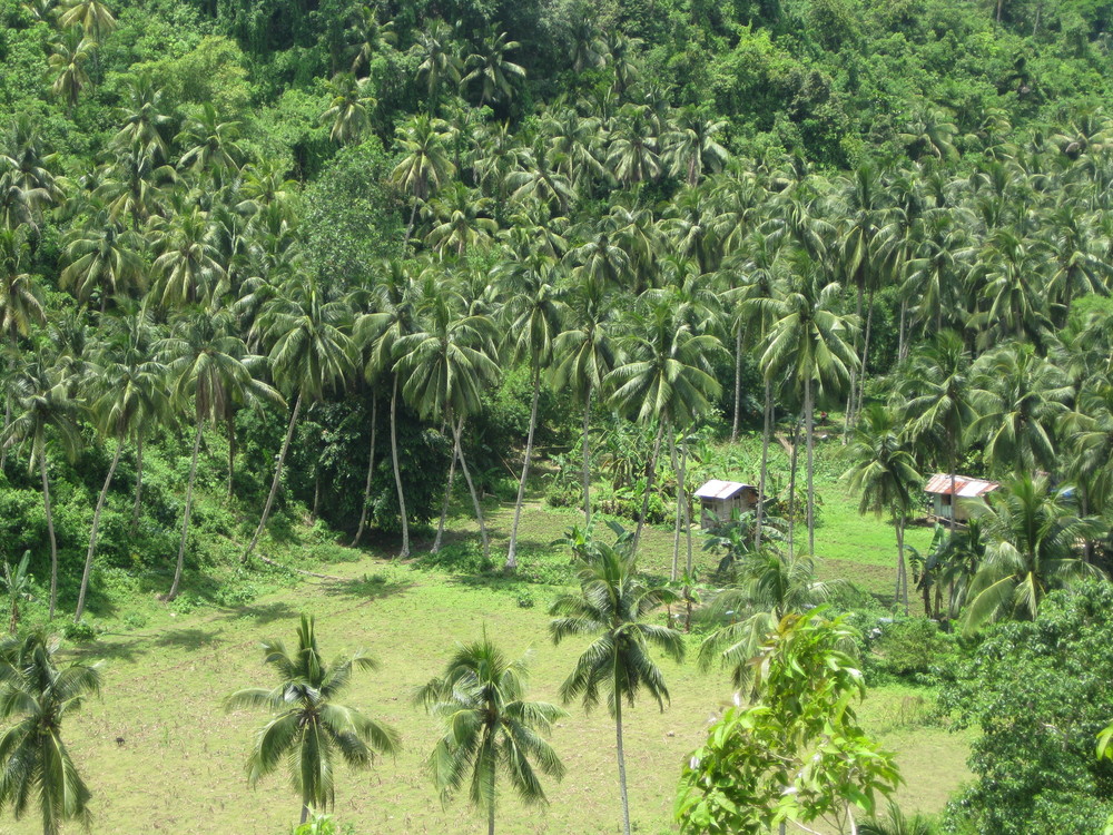 Coconut Plantation