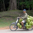 coconut transport