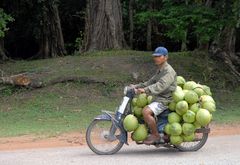 coconut transport