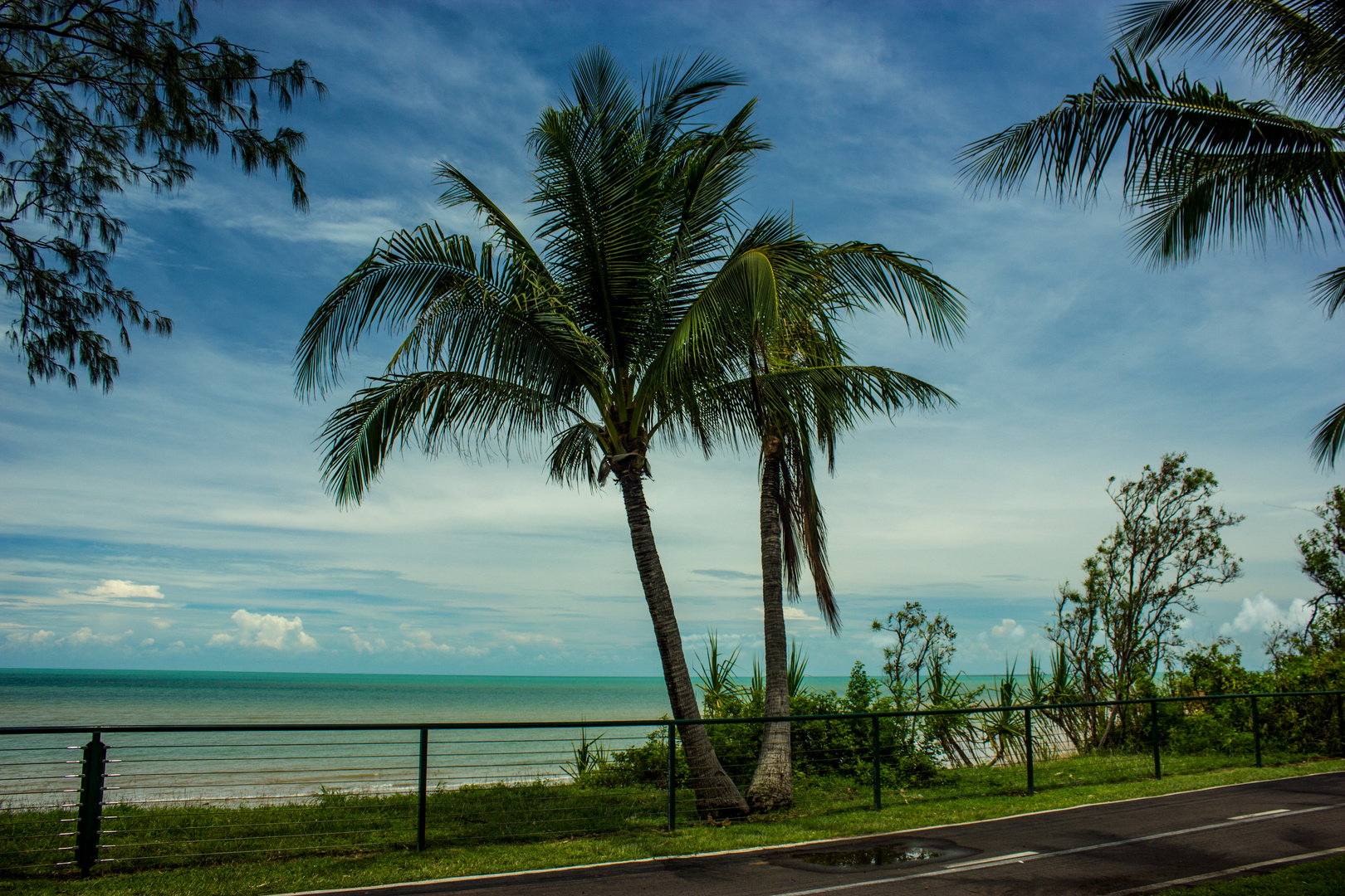 Coconut Tree