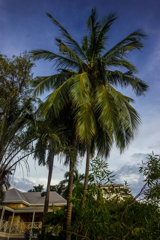 Coconut Tree Foto & Bild australia, city, bäume Bilder auf