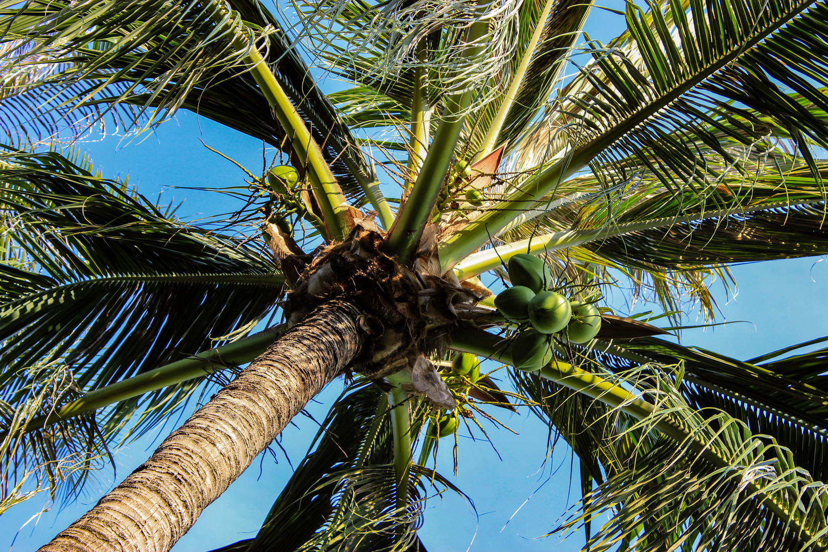 Coconut Tree (Cocos nucifera)