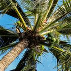 Coconut Tree (Cocos nucifera)