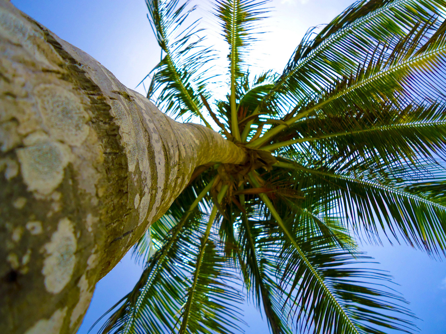 coconut tree!