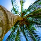 coconut tree!