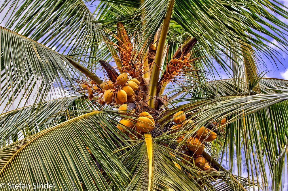 Coconut Tree