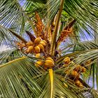 Coconut Tree