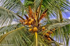 Coconut Tree