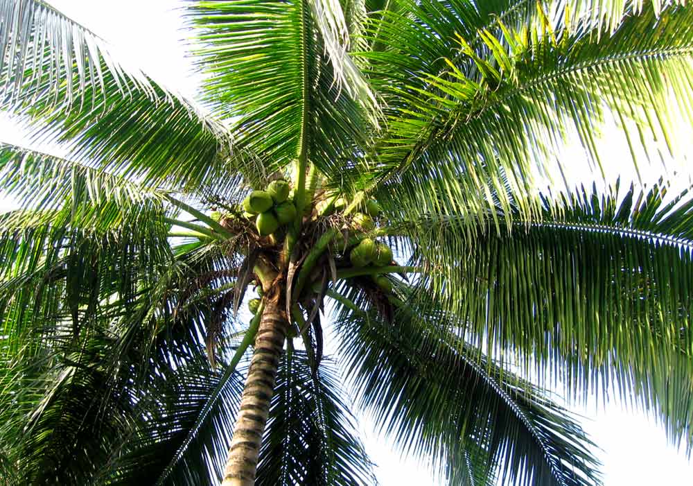 Coconut tree