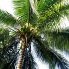 Coconut tree