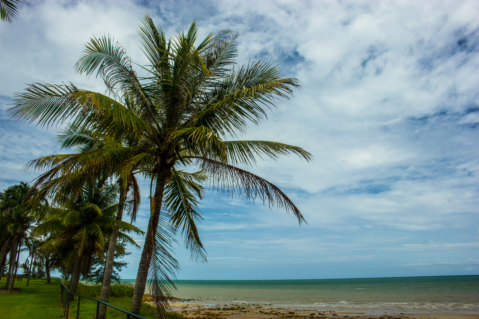 Coconut Trees