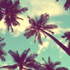 Coconut trees