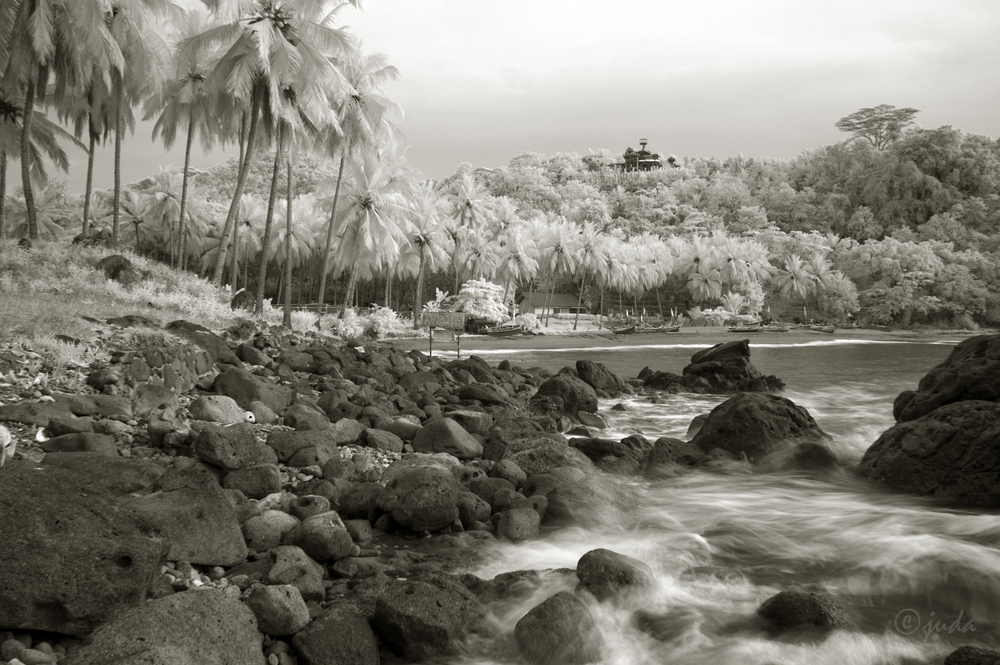 Coconut Trees