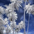 Coconut Trees