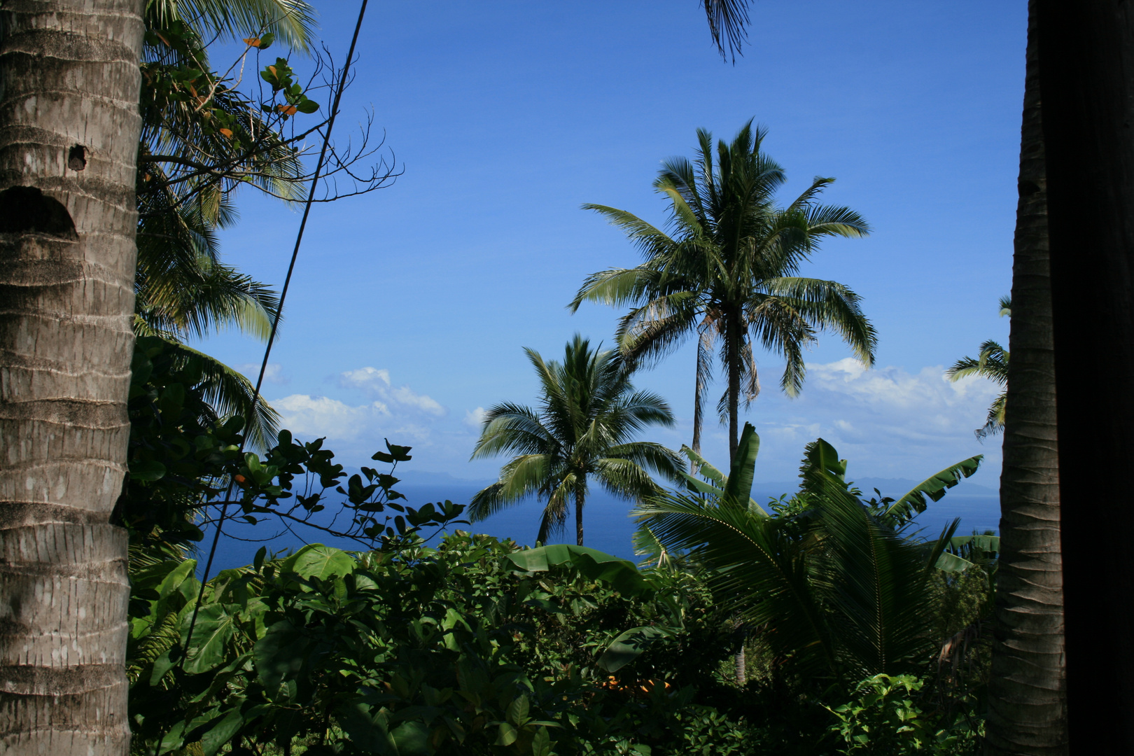 Coconut Trees in Leyte / Philippines