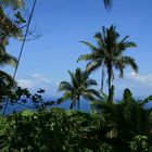 Coconut Trees in Leyte / Philippines