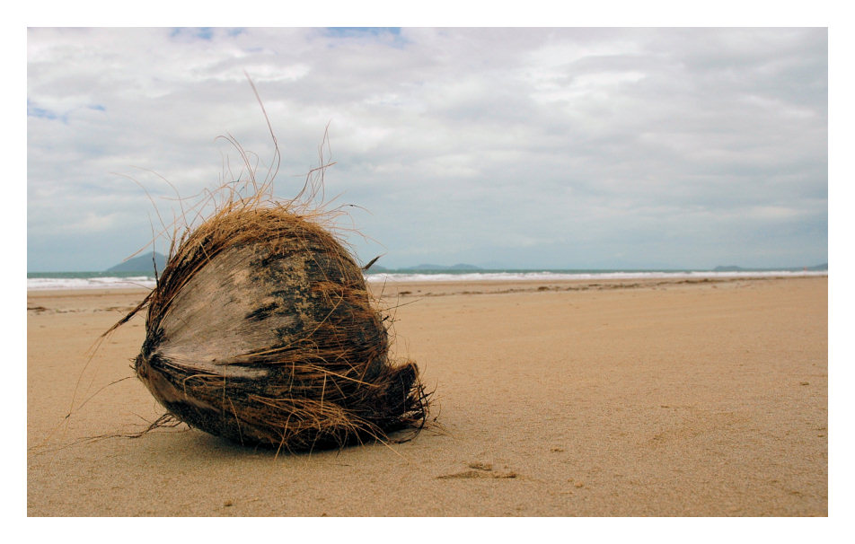 Coconut@Mission Beach