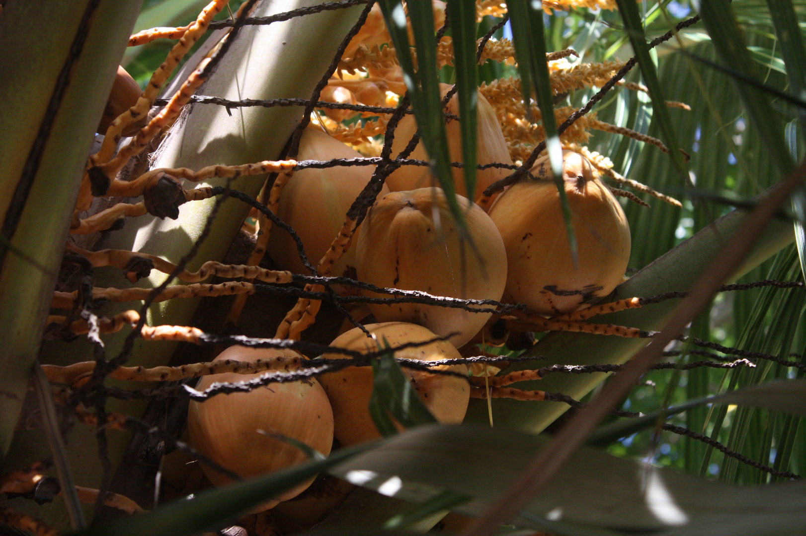 Coconuts