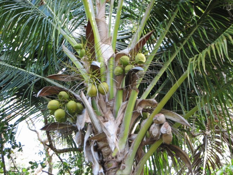 Coconuts