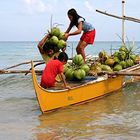 Coconuts delivery