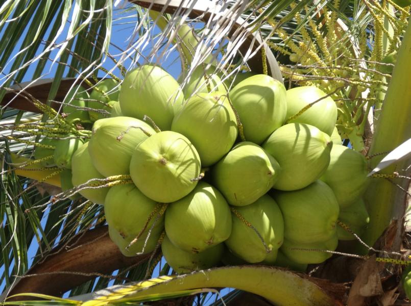 coconuts