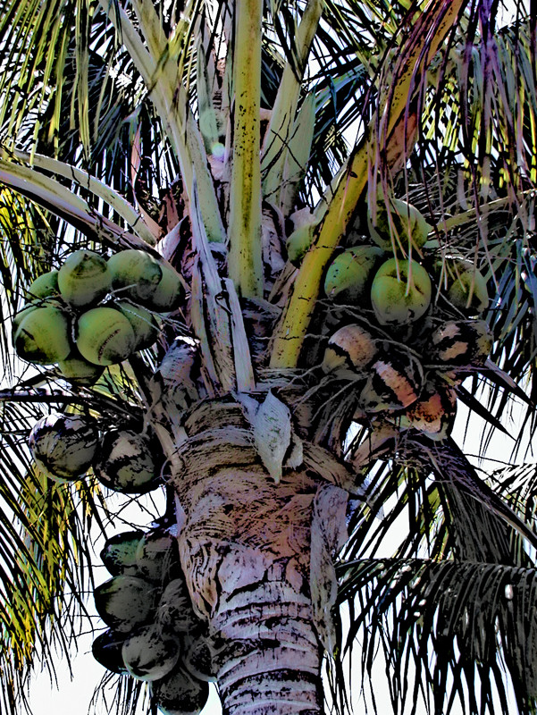 coconuts