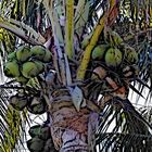 coconuts