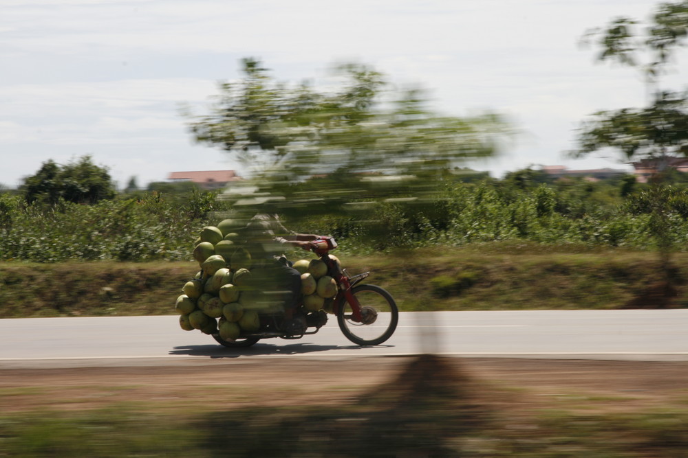 Coconuts travelling in Cambodia