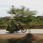 Coconuts travelling in Cambodia