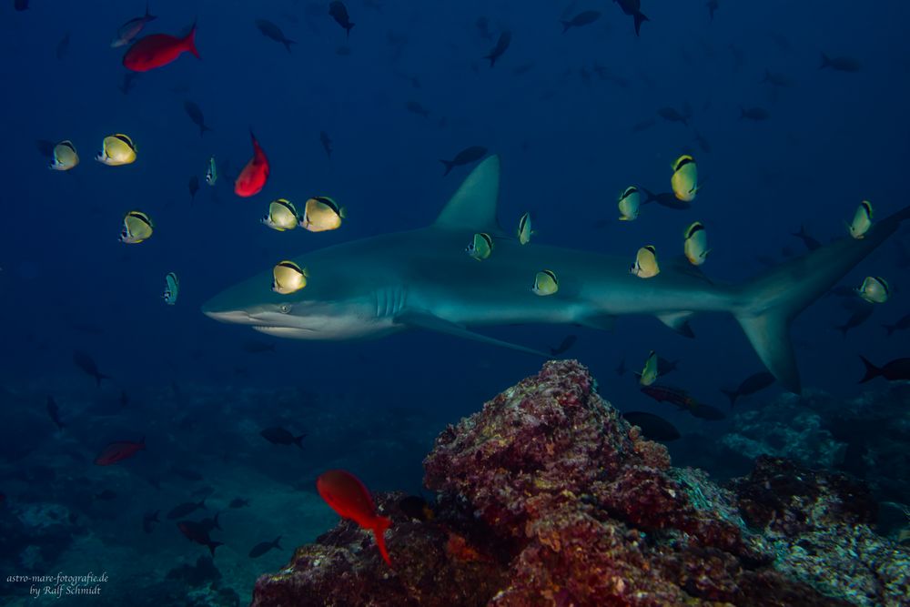 Cocos Island